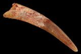Large, Fossil Pterosaur (Siroccopteryx) Tooth - Morocco #164263-1